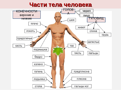 Картинки строение человека окружающий мир (65 фото)